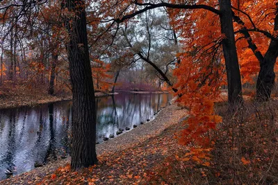 🍂 #осень #осеньзолотая #осенняяприрода #autumnmood #autumn #fall #природа  #nature #november #ноябрь #деревья #trees #beautiful #kyiv… | Instagram