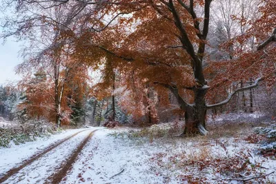 Ноябрь природа (Много фото) - treepics.ru
