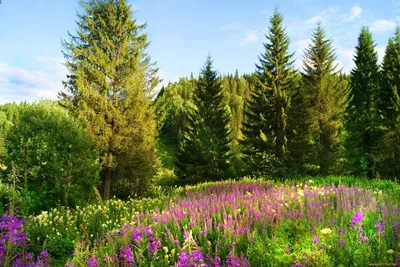 Красота растений Урала - 76 фото