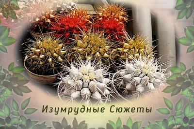 5 декоративно-лиственных растений, которые не уступают в красоте цветам |  У-Дачная жизнь | Дзен