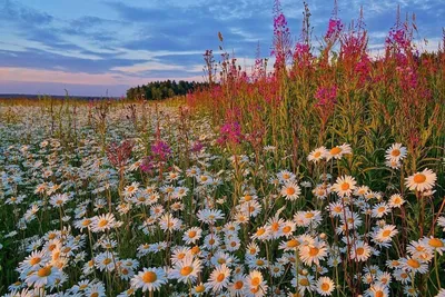 Красота растений родного края - 78 фото