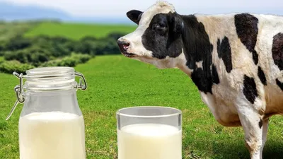 Польза и вред молока для организма женщин, мужчин и детей