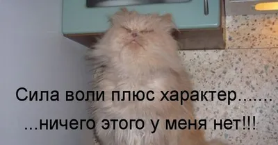 Книга \"Сила воли не работает: пусть твое окружение работает вместо нее\"  Бенжамин Харди (ID#1495651689), цена: 120 ₴, купить на Prom.ua