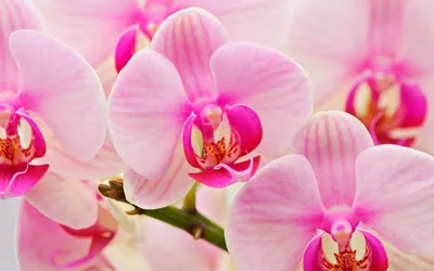 Картинки орхидеи высокого разрешения обои