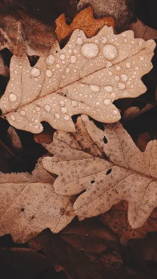 Photos Foliage Maple Autumn Pumpkin boards 1080x1920