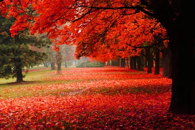 Красивая осень в парке с листвой - обои на рабочий стол