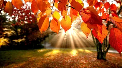 фото осень на рабочий стол на весь экран: 12 тыс изображений найдено в  Яндекс.Картинках | Autumn leaves wallpaper, Autumn landscape, Fall  background