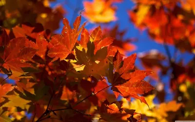 фото осень на рабочий стол на весь экран: 12 тыс изображений найдено в  Яндекс.Картинках | Autumn leaves wallpaper, Fall wallpaper, Fall background