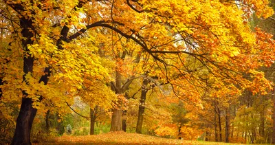 Листья клёна, осень, красивый …» — создано в Шедевруме