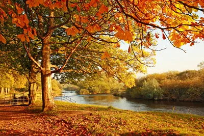 Обои осень, Золотая осень, лето, природа, дерево - картинка на рабочий стол  и фото бесплатно