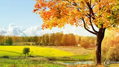 Красивая золотая осень-ОБОИ- на рабочий стол-Осень бесплатно