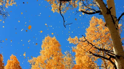 Скачать обои Осень золотая (Природа, Осень, Дерево) для рабочего стола  1920х1080 (16:9) бесплатно, Фото Осень золотая Природа, Осень, Дерево на рабочий  стол. | WPAPERS.RU (Wallpapers).