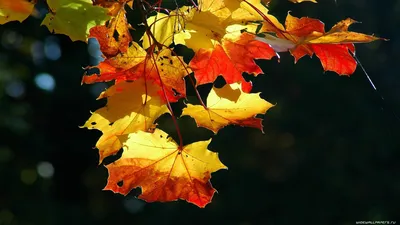 Осенняя заставка (34 фото) - 34 фото