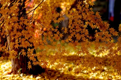 Золотая осень, домик, листопад обои для рабочего стола, картинки, фото,  1920x1200.