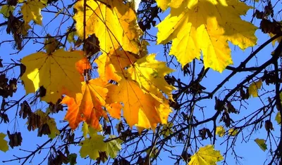 Золотая осень - красивые фото