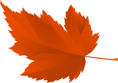 Осенние листья для оформления школьной доски или группы детского сада на 1  сентября | Листья, Осенние листья, Осень