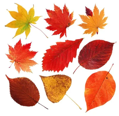 Картинки осенние листья для детей :: Карточки и картинки для детей |  Цветочное искусство, Листья, Осенние листья