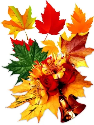 Осенние листья для оформления школьной доски или группы детского сада на 1  сентября | Осенние листья, Листья, 1 сентября