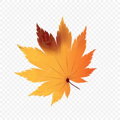 Цвет осенних листьев, Осенние листья, лист, фотография, клипарт png |  PNGWing