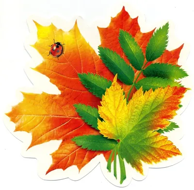 Красивые осенние листочки рисунок - 76 фото