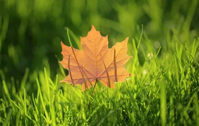 Яркие осенние листья - 61 фото