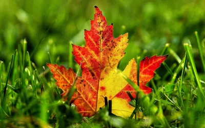 Осенние листья элемент дизайна декоративный рисунок Ai иллюстрации  рисованной PNG , Осенние листья, Дерево лист, Элемент дизайна PNG картинки  и пнг рисунок для бесплатной загрузки
