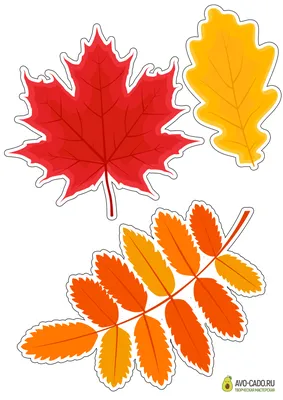 Осенние листья для оформления класса и доски распечатать бесплатно