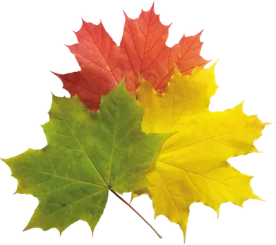 Осенние листья для оформления (53 фото) - 53 фото