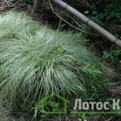 Осока Грея (Carex Grayi) 300 руб, купить, фото, описание