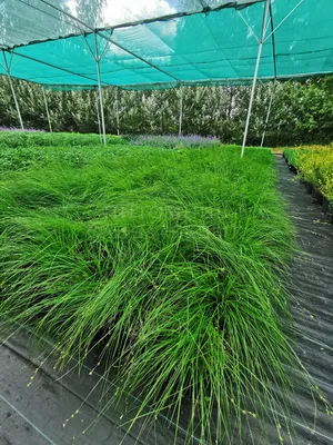 Осока сизая (Carex glauca) - Осока сизая - Осока - Декоративные травы - По  виду - Каталог - LESKOVO-PITOMNIK.ru