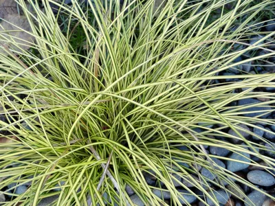 Осока пальмолистная 'Little Midge' (Carex muskingumensis 'Little Midge')