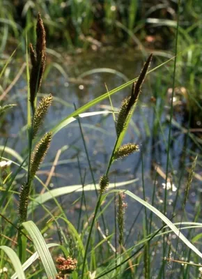 Осока черная Carex nigra 95грн - Купить осока на Ботанике