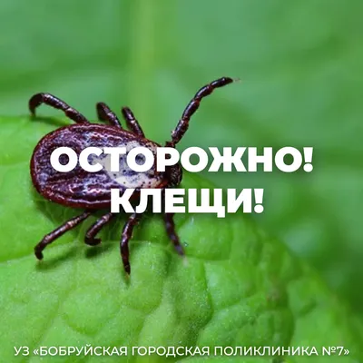 Осторожно, клещи!