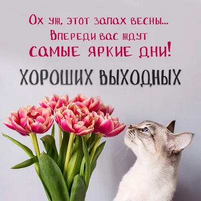 ОТЛИЧНЫХ ВЫХОДНЫХ! - Выходные - Повседневная анимация - Анимация - SuperGif