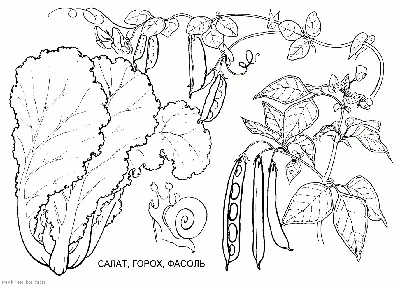 Овощи и фрукты раскраска для детей - 74 фото