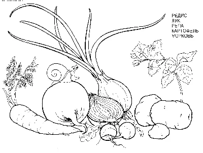 Овощи рисунок детский - 45 фото