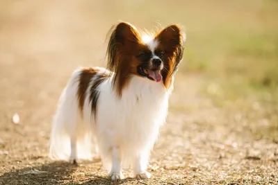Папильон: характеристики породы, фото собаки и описание
