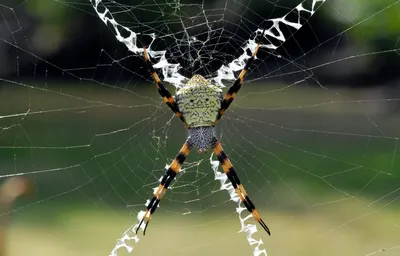 Паутины из зигзагов, огромные конусы и гамаки. Зачем паукам так много видов  ловчих сетей? | Книга животных | Дзен