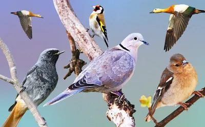 Проект «Зимующие птицы» - Описание проекта и сценарий