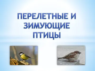 ТЕСТ: Хорошо ли вы знаете перелётных птиц? - Телеканал «О!»