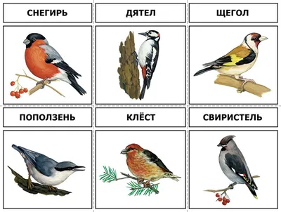 Перелетные и зимующие птицы - презентация онлайн