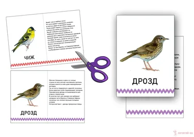 Зимующие птицы Украины