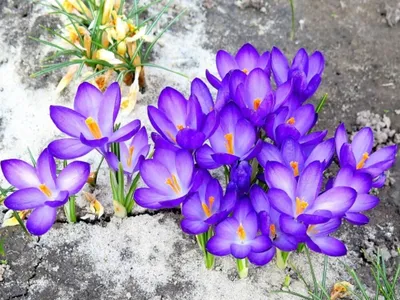 Редкие весенние цветы - первоцветы | Отрадо-Кубанское сельское поселение  Гулькевичский район Краснодарского края