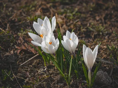 Весна на Донбассе: как ее видят в региональных ландшафтных парках –  Свої.City