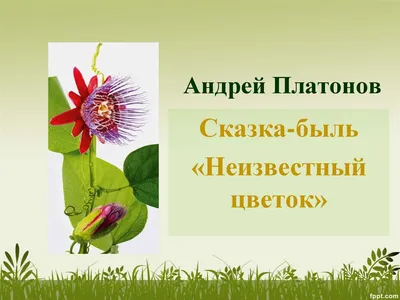 А.П. Платонов. Рассказ «Неизвестный цветок» - online presentation