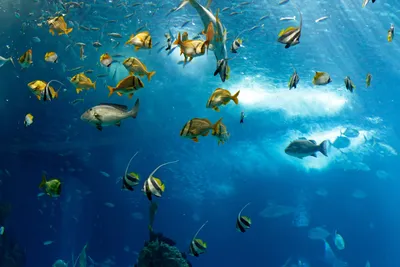 Облако С Тропическими Рыбами Морской Пейзаж Под Водой — стоковые фотографии  и другие картинки Внизу - iStock