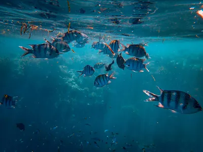 Картинки под водой, рыбки, пузырьки, кораллы - обои 1280x800, картинка  №171796