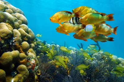 Рыбы под водой - 79 фото