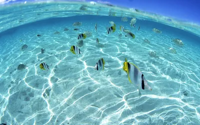 под водой с тропической рыбой и кораллом Иллюстрация вектора - иллюстрации  насчитывающей каракули, природа: 237330604