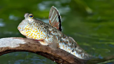 изображение золотой рыбки плавающей в воде, декоративная рыба, золотая  рыбка, животное фон картинки и Фото для бесплатной загрузки